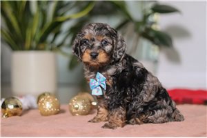 Voltage - Cockapoo for sale