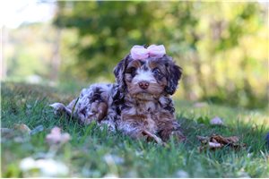 Luna - Cockapoo for sale
