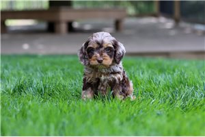 Darian - Cockapoo for sale