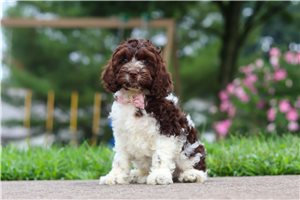 Larosa - Cockapoo for sale