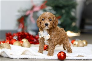 Simon - Cockapoo for sale