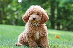 Esme - Cockapoo for sale