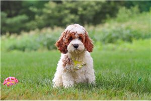 Arkansas - Cockapoo for sale