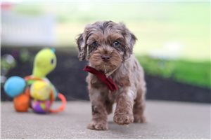 Leland - Cockapoo for sale