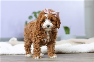 Clover - Cockapoo for sale