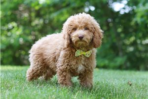 Evan - Cockapoo for sale