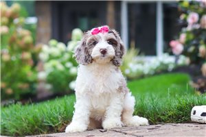 Lassie - Cockapoo for sale