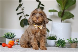 Walter - Cockapoo for sale