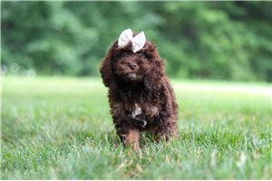 Cadence - Cockapoo for sale