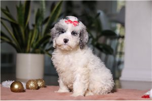 Polly - Cockapoo for sale