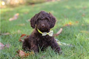 Ernest - Cockapoo for sale