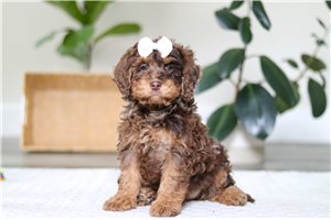 Willa - Cockapoo for sale