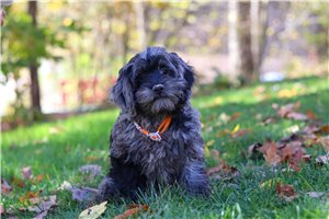 Bolo - Cockapoo for sale