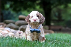 Callen - Cockapoo for sale