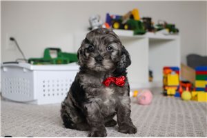 Rudy - Cockapoo for sale