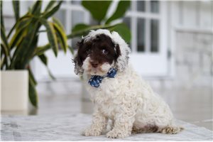 Emilio - Cockapoo for sale