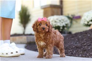 Melody - Cockapoo for sale