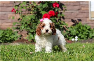 Alice - puppy for sale