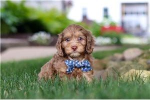 Calum - puppy for sale