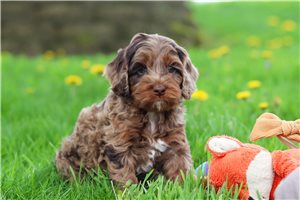 Cricket - Cockapoo for sale