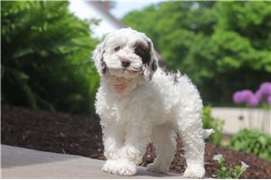 Birdie - Cockapoo for sale
