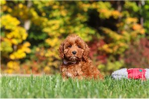 Marigold - Cockapoo for sale