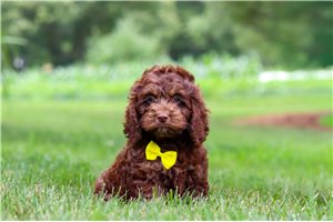 Asher - Cockapoo for sale