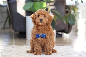 Cedric - Cockapoo for sale