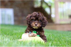 Domingo - puppy for sale