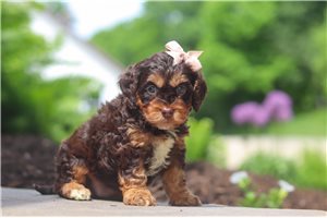 Margaret - Cockapoo for sale