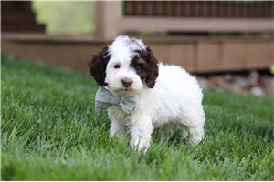Dalton - puppy for sale