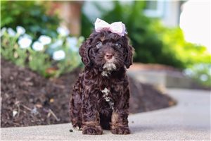 Brianna - puppy for sale