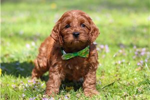 Gino - Cockapoo for sale