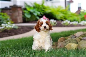 Alice - Cockapoo for sale