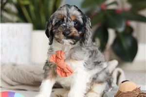 Aidan - puppy for sale