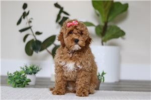 Santana - Cockapoo for sale