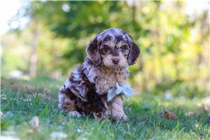 Liam - Cockapoo for sale
