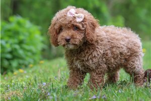 Erin - Cockapoo for sale