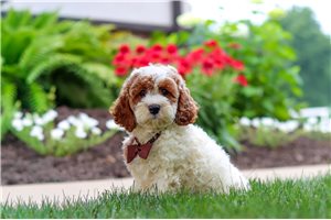 Arkansas - Cockapoo for sale