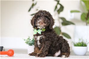 Avery - Cockapoo for sale