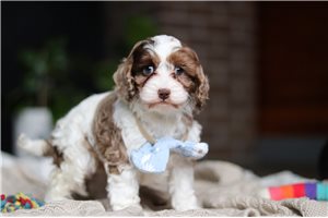 Evander - puppy for sale