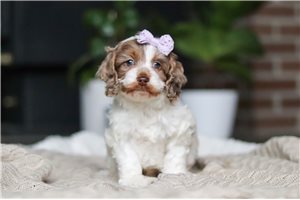 Eleanor - puppy for sale