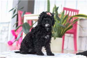 Tracey - Cockapoo for sale