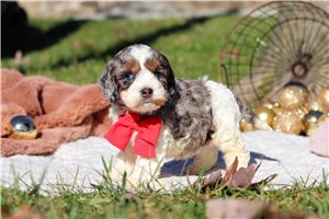 Peter - Cockapoo for sale