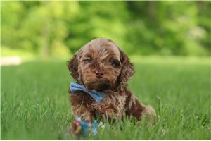 Martin - Cockapoo for sale