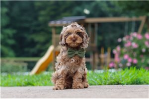 Leland - Cockapoo for sale