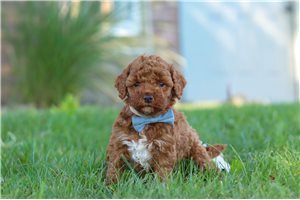 Marcus - Cockapoo for sale