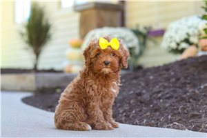 Megan - Cockapoo for sale