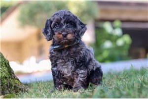 Bolt - Cockapoo for sale