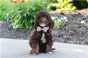 Annie - puppy for sale